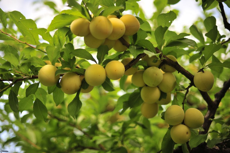 Алыча Неспелая