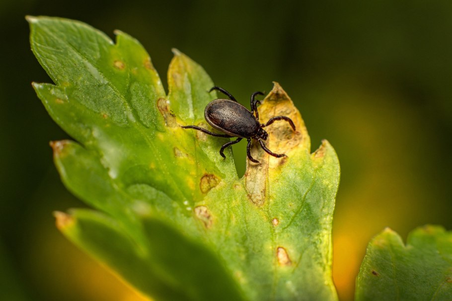 Tetranychus urticae