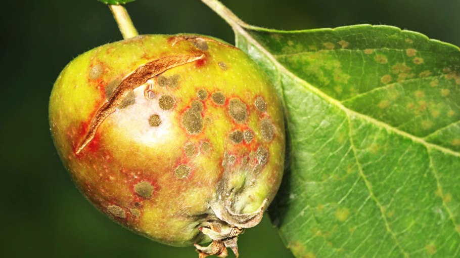 Собачий клещ Rhipicephalus sanguineus