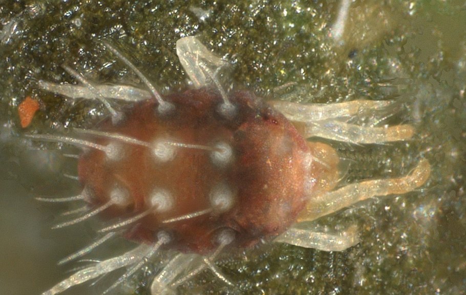 Tetranychus cinnabarinus
