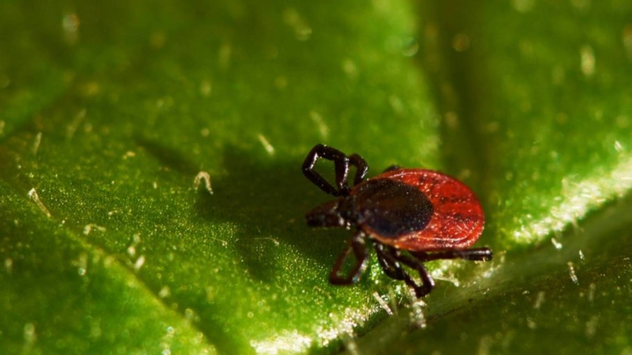 Обыкновенный паутинный клещ Tetranychus urticae
