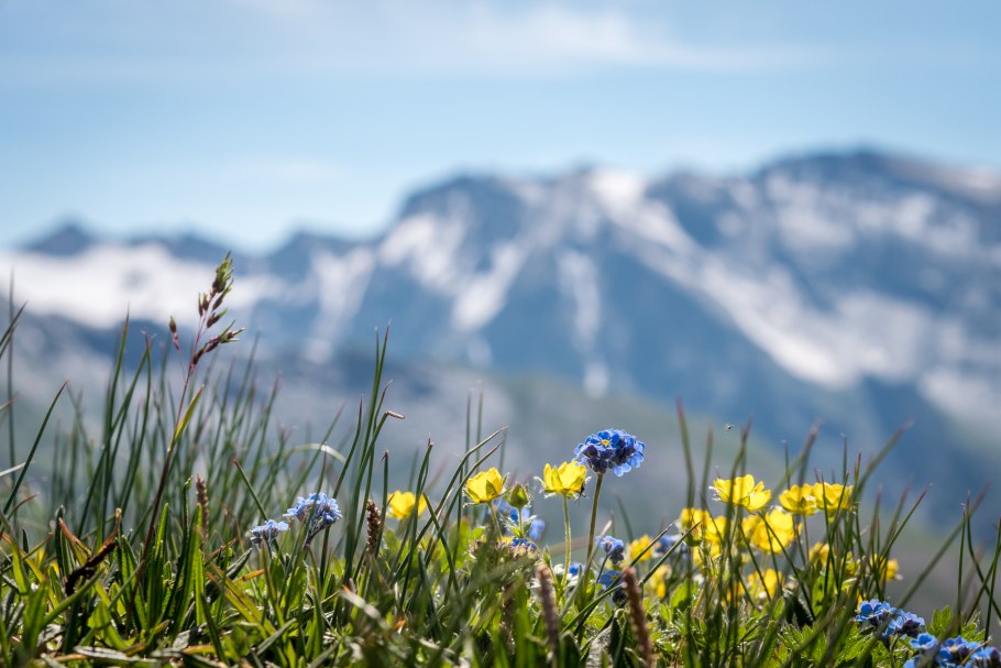 Заливные Альпийские Луга