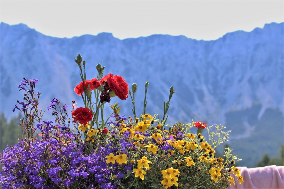 Букет «Альпийские Луга»