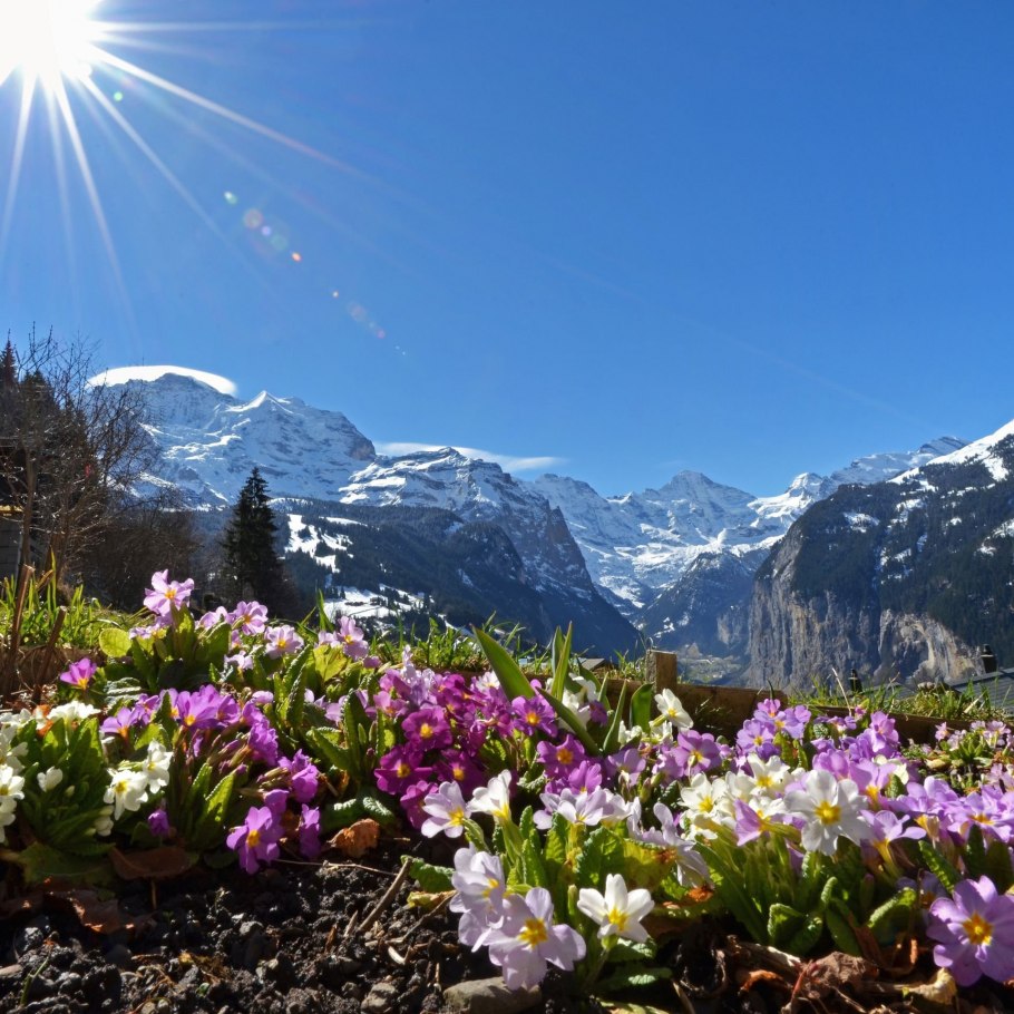 Альпийские Луга Альпы