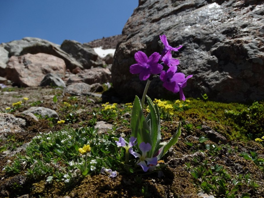 Высокогорье растения