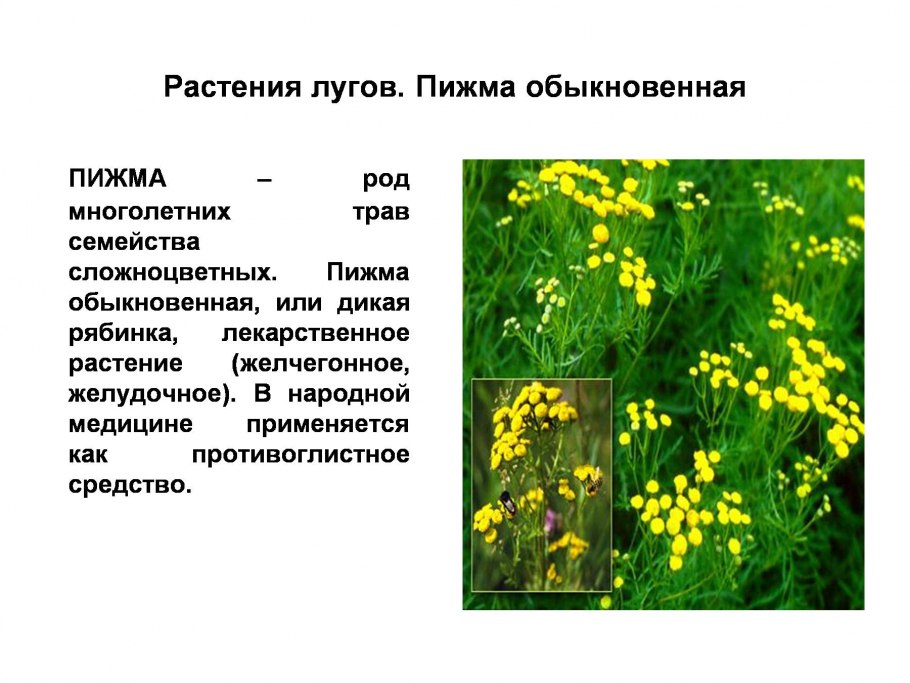 Презентация лекарственные растения саратовской области