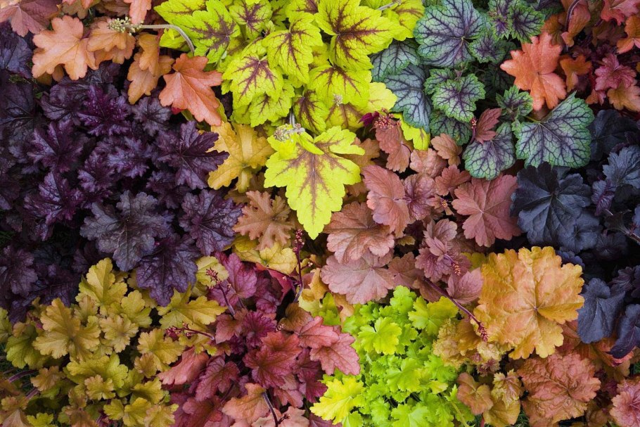 Heuchera Bressingham Hybrids