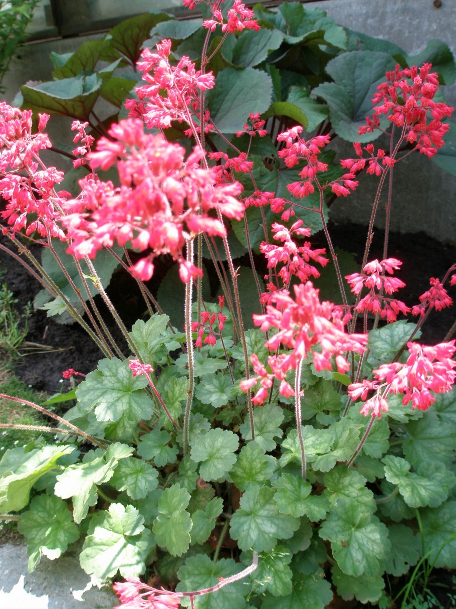 Гейхера кроваво-красная Спленденс