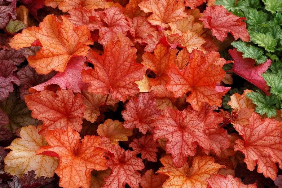 Гейхера паприка (paprika)