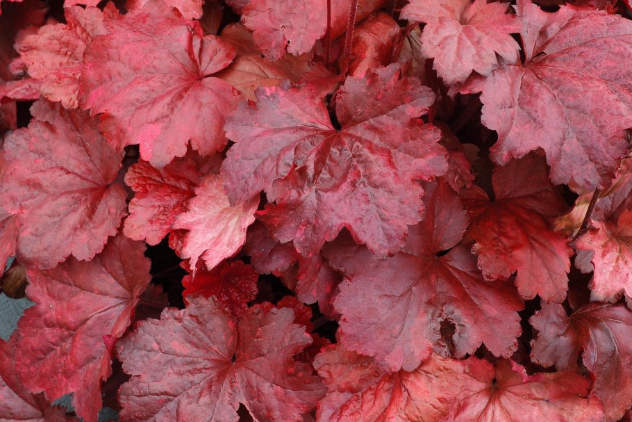 Гейхера гибридная Cherry Cola