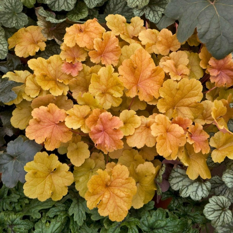 Гейхера Криста (Christa)