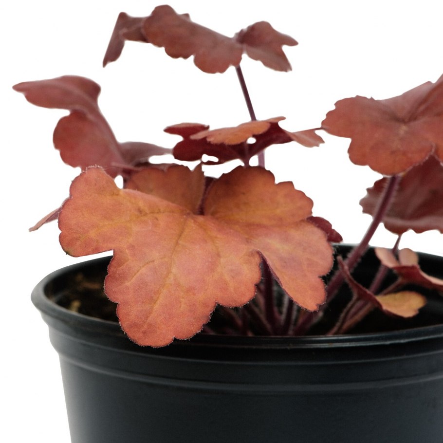 Гейхера Ханни Роуз