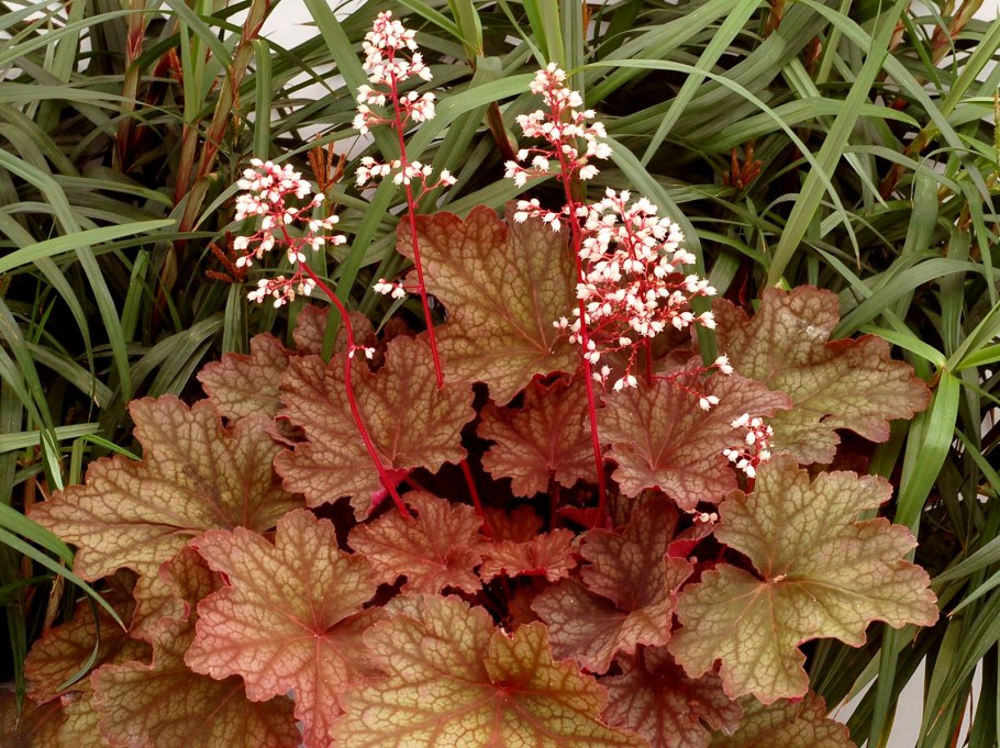 Гейхера Пэлас перпл