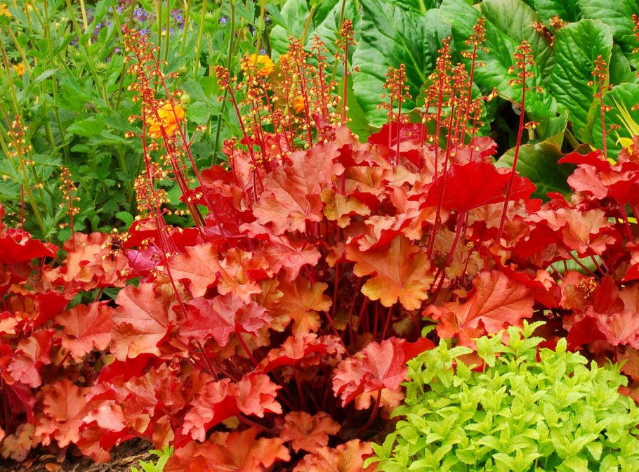 Гейхера Marmalade