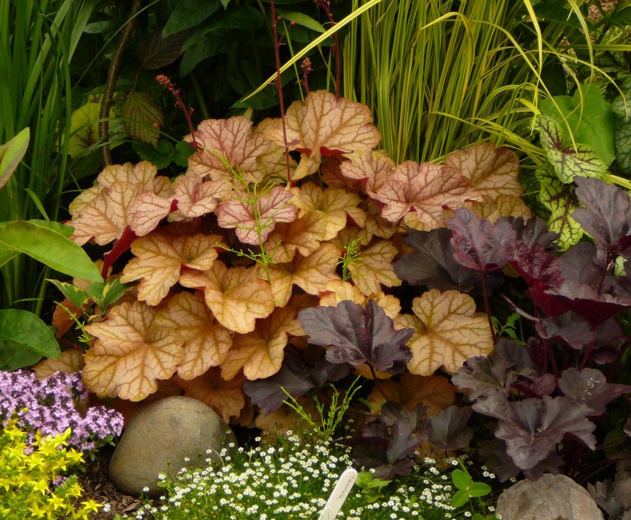 Гейхера Heuchera Coco