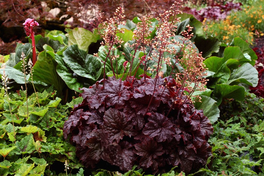 Гейхера каджун Файер