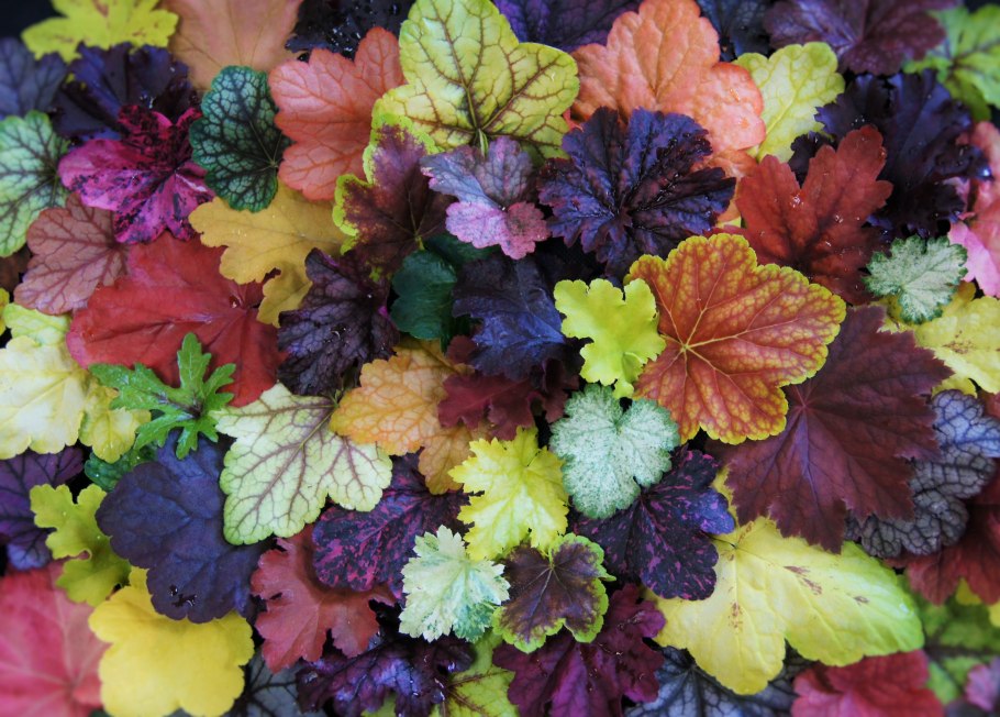 Гейхерелла цветок