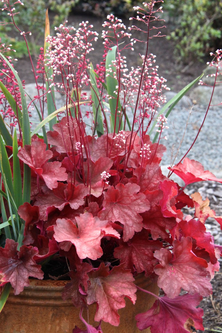 Гейхера (Heuchera &#96;Rio&#96;)