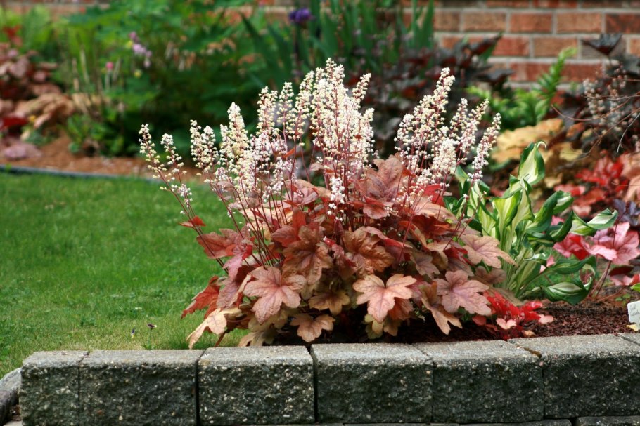 Гейхера гибридная цветник