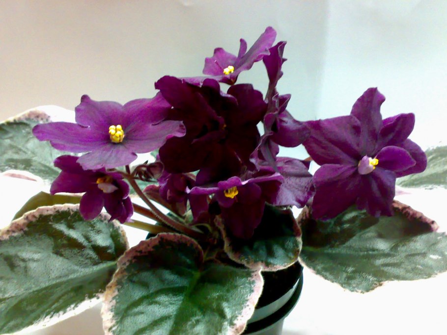 Фиалка таббо