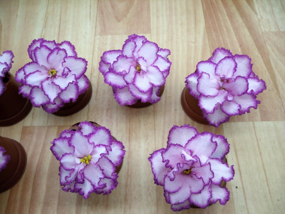 Фиалка сенполия гроте