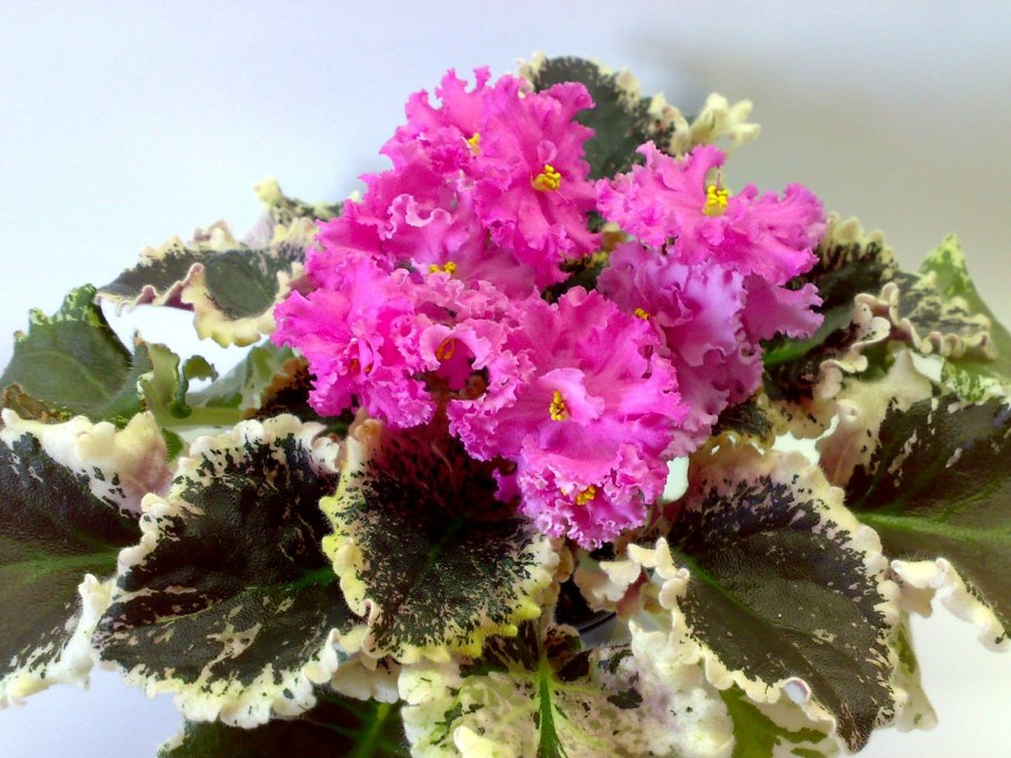 Фиалка долорес распберри