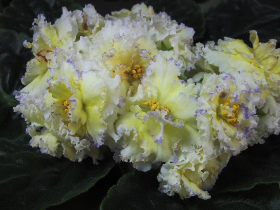 Ле золото нибелунгов фиалка