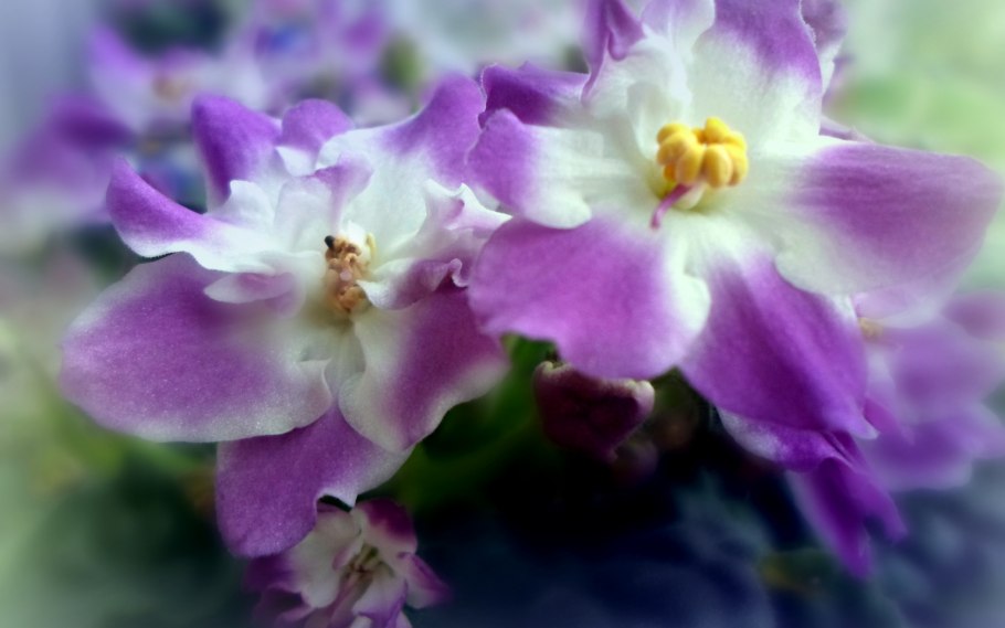 Фиалка лиловый карильон