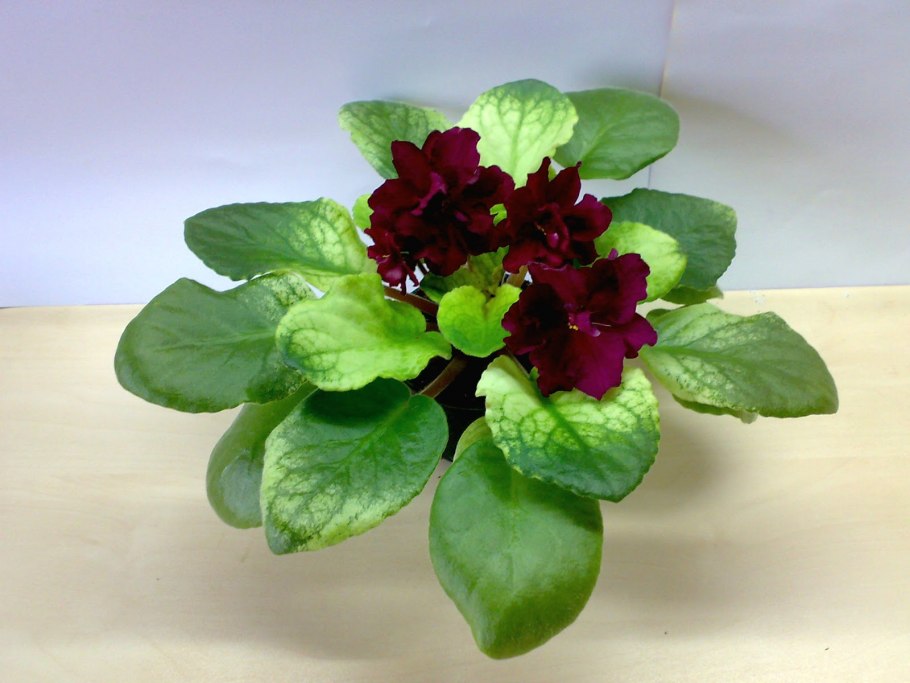 Фиалка ек бой быков голд