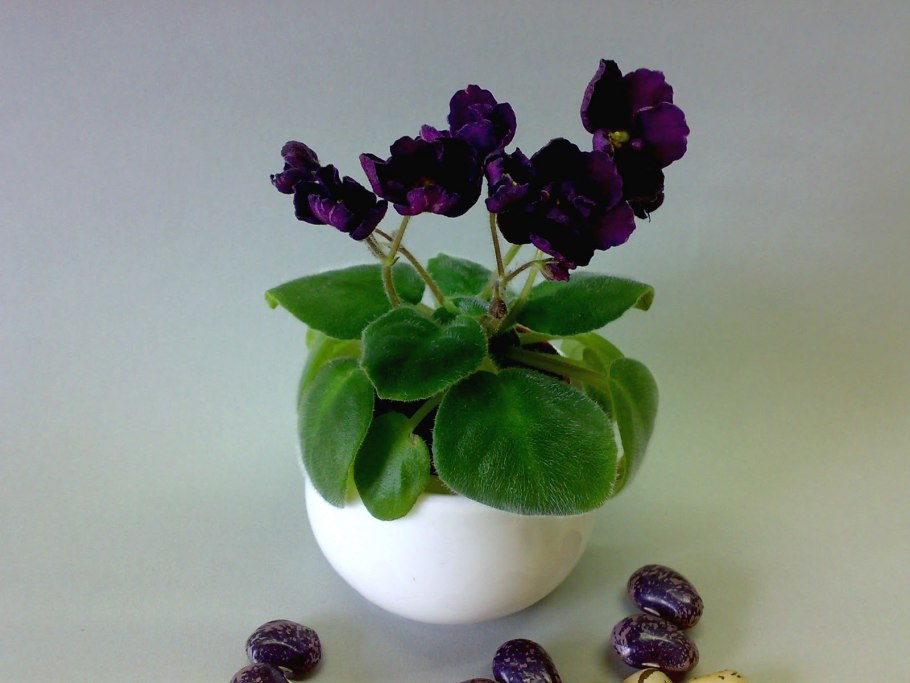 Фиалка шато брион