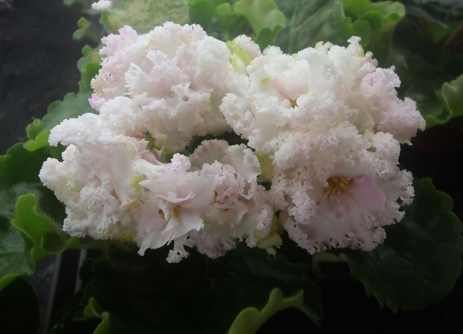 Ле денди фиалка