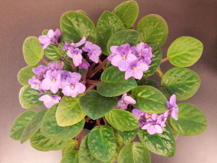 Фиалка поль баньян