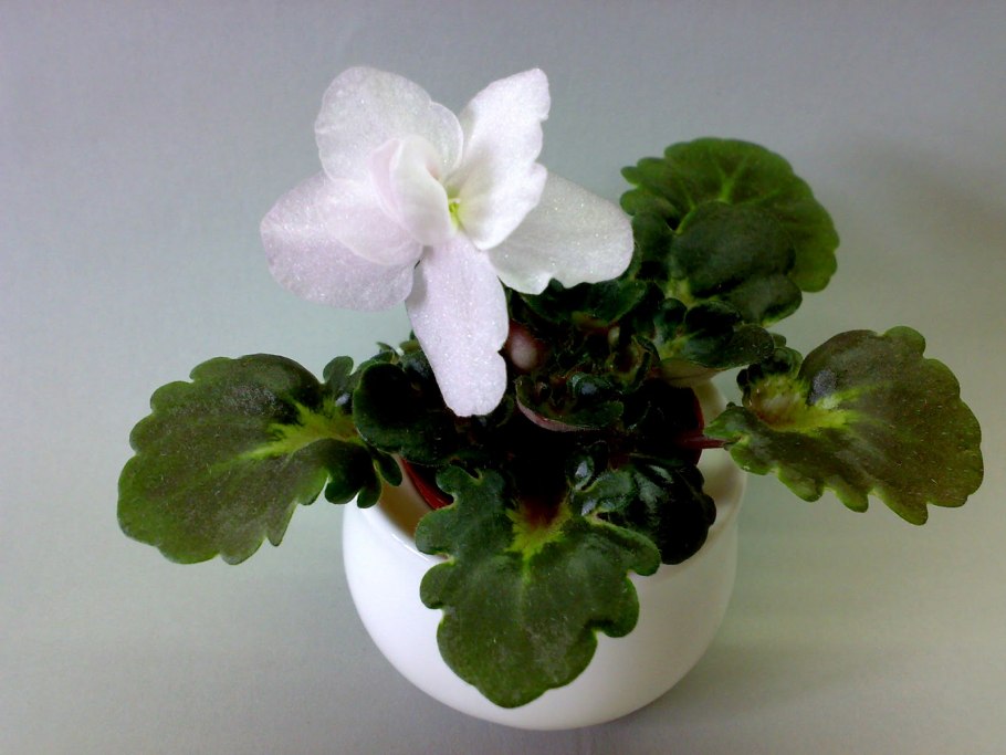 Фиалка вайт мадонна