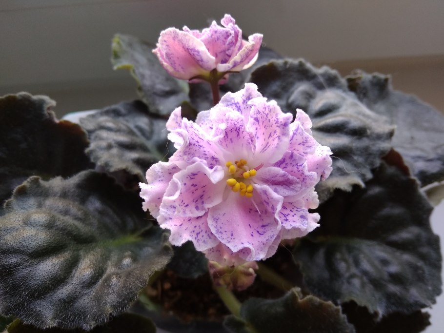 Эсмеральда фиалка