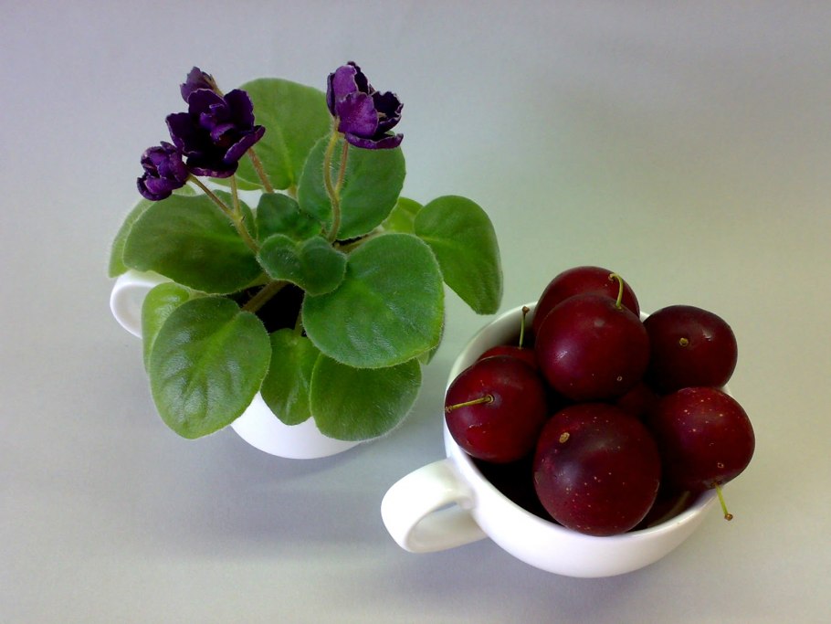 Черешня вишня