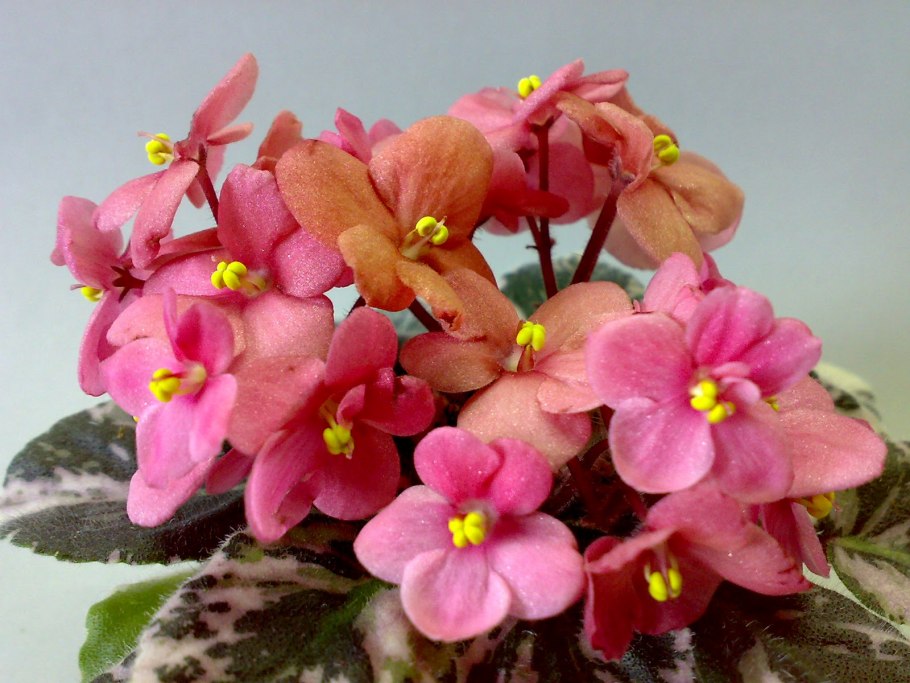 Фиалка mac's scorching sun