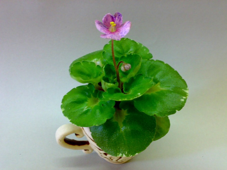 Фиалка shirl's pip squeak