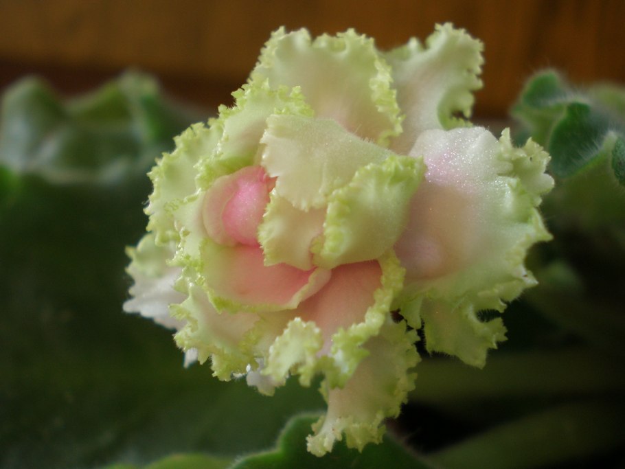 Сенполия ален-камбоджа