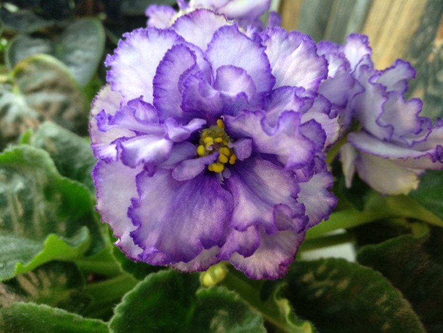 Фиалка ек вера