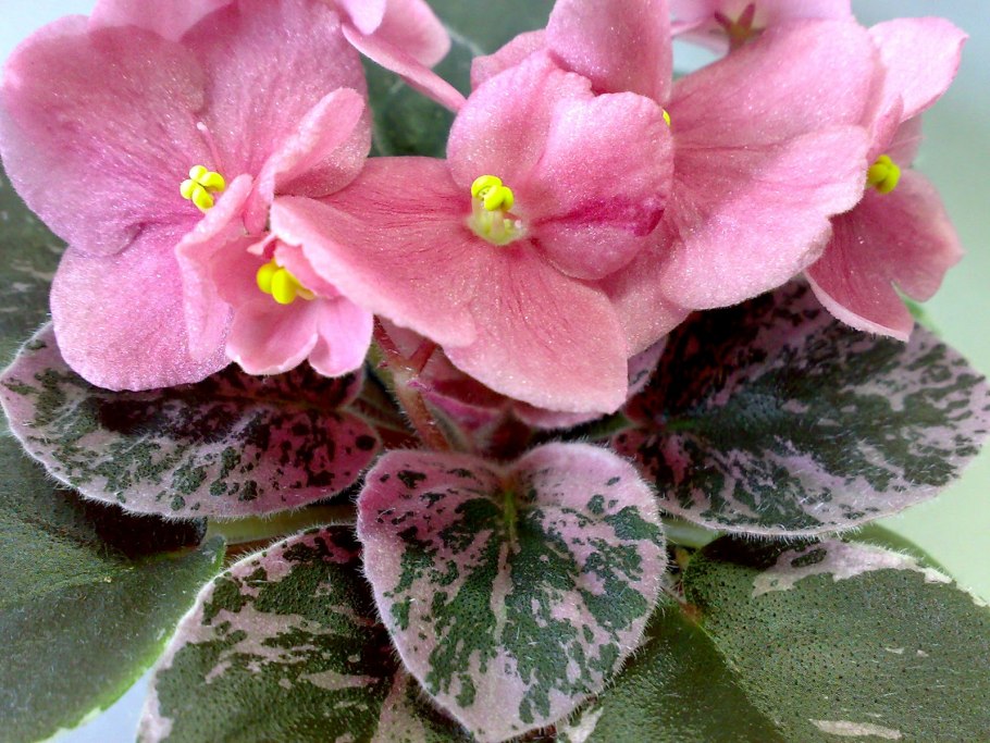 Лф хамелеон фиалка