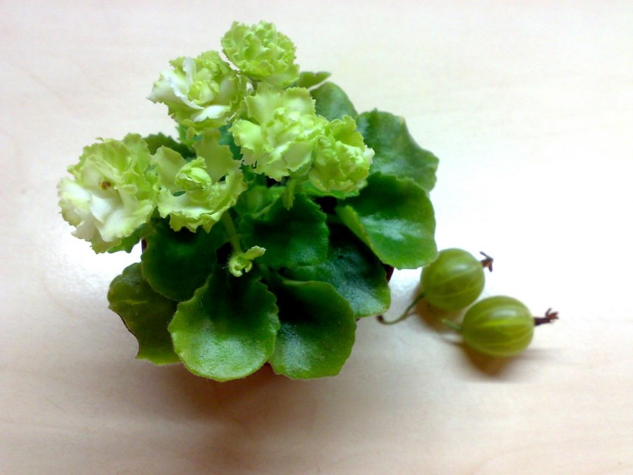 Фиалка irish flirt