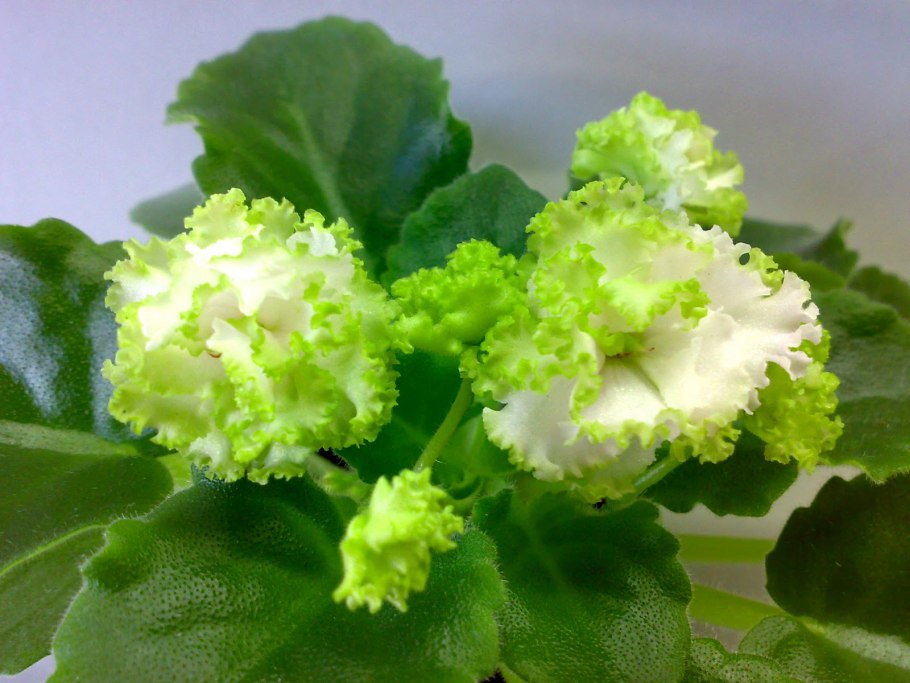 Фиалка lil glimpse