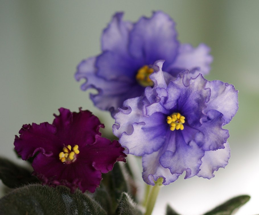 Фиалка сорта