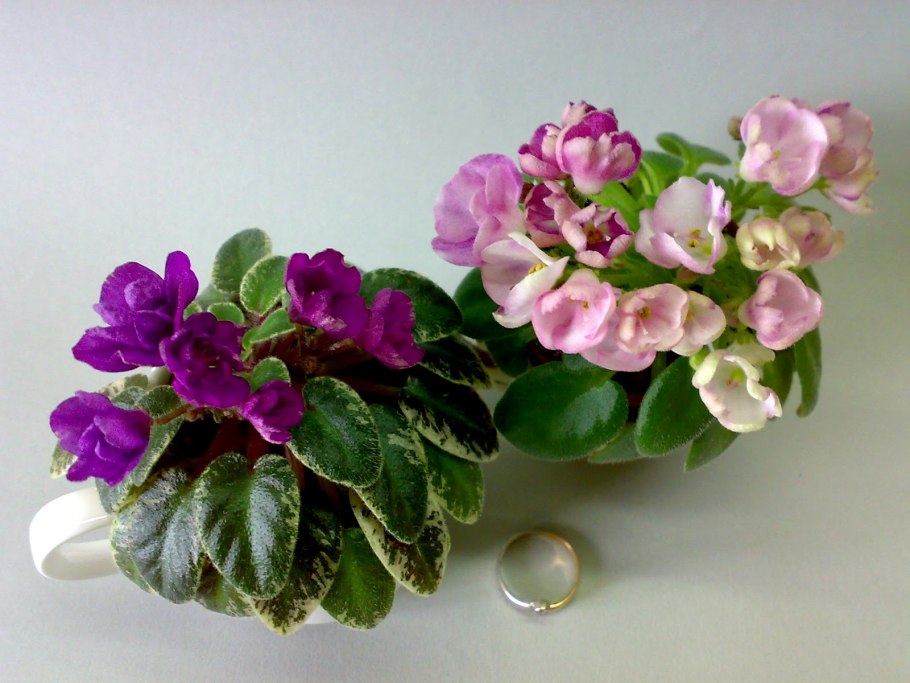 Фиалка несс тини флейм