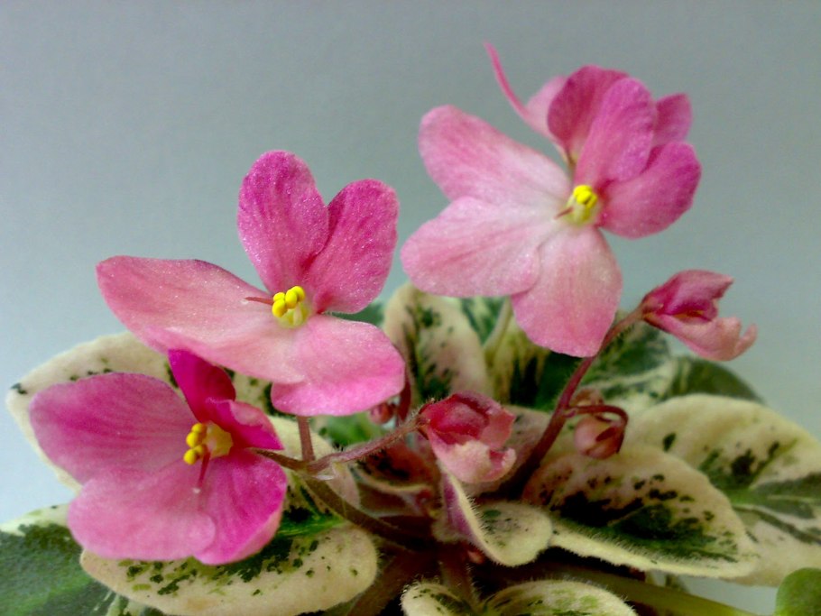 Фиалка barbara jane