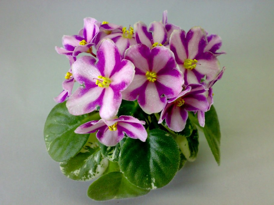 Софи фиалка химера