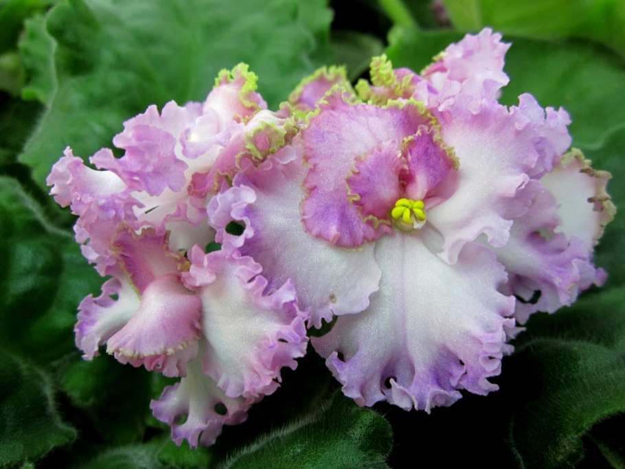 Фиалка ват алиса