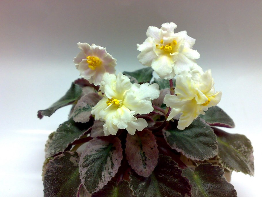 Фиалка kentucky baby sunshine