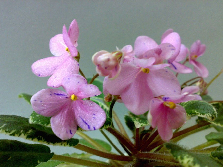 Фиалка хамелеон