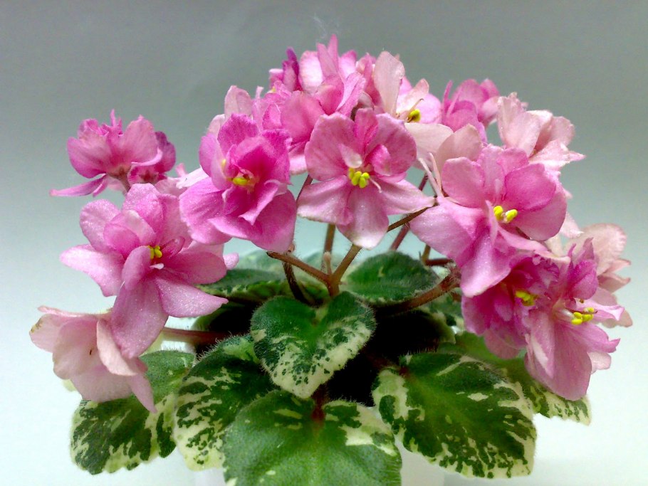 Фиалка лф клевер